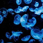 【ギター】色々なジャンルをプレイする事でギターは上達する！